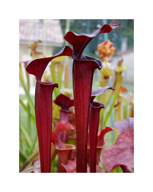 S.'Black Widow' (alata “black throat” x flava rubricorpora)