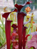 S.'Black Widow' (alata “black throat” x flava rubricorpora)