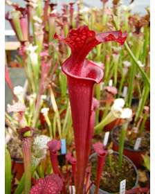 S.leucophylla 'Wilkerson’s Red Rocket' x S.flava var.rubricorpa 