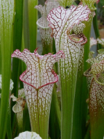 S. leucophylla -- citronelle, AL, Pubescent
