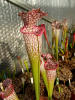 S. leucophylla -- Green and white tube