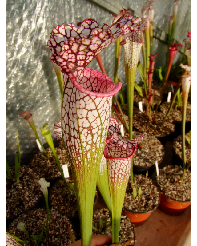 S. leucophylla -- Green and white tube