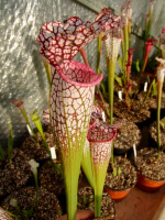 S. leucophylla -- Green and white tube