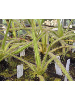 Drosera regia