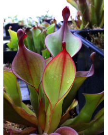 Heliamphora x téquila