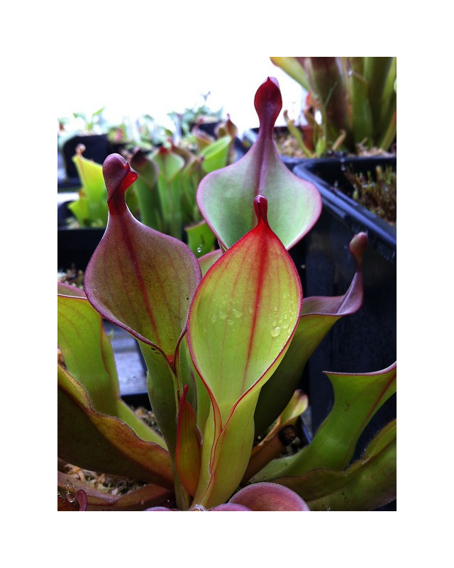 Heliamphora x téquila Heliamphora x téquila