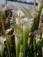 S. leucophylla -- red/white , Mobile, Co ,very large form