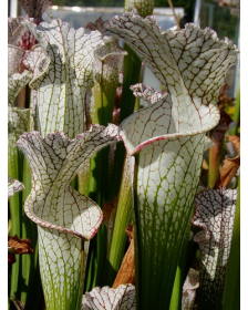 S. leucophylla -- red/white , Mobile, Co ,very large form