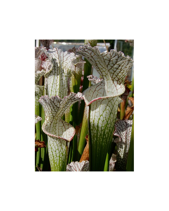 S. leucophylla -- red/white , Mobile, Co ,very large form