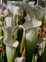 S. leucophylla -- red/white , Mobile, Co ,very large form