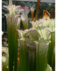 S. leucophylla -- deer park