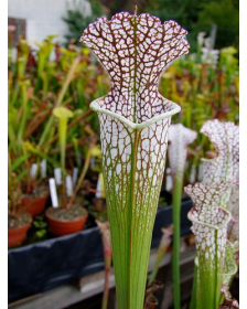 S. leucophylla -- mostly red/white