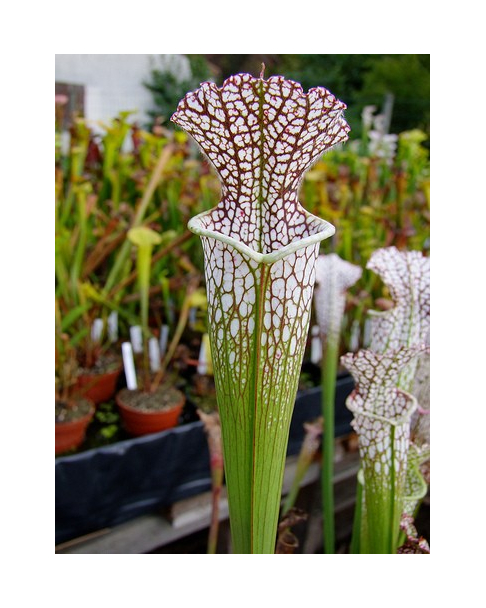 S. leucophylla -- mostly red/white