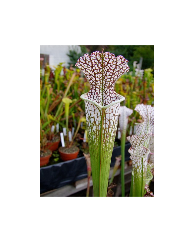 S. leucophylla -- mostly red/white