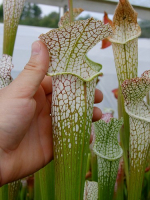 S. leucophylla -- blackwater, grown from wild seed
