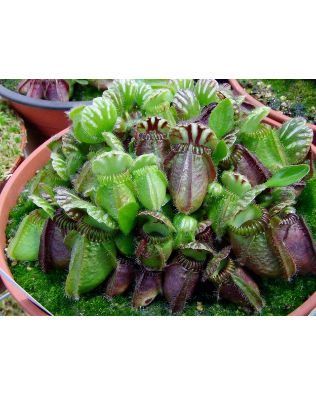 Cephalotus follicularis 'German Giant' Cephalotus follicularis 'German Giant'