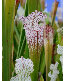 S. leucophylla -- gas station site, grown from wild seed