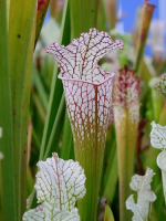 S. leucophylla -- gas station site, grown from wild seed