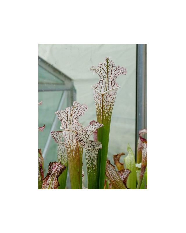 S. leucophylla -- gas station site, grown from wild seed