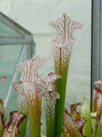 S. leucophylla -- gas station site, grown from wild seed