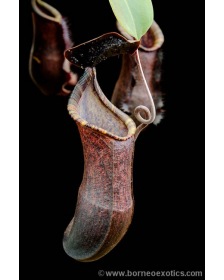 Nepenthes muluensis x lowii