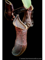 Nepenthes muluensis x lowii