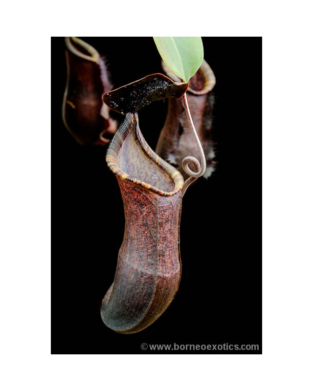 Nepenthes muluensis x lowii