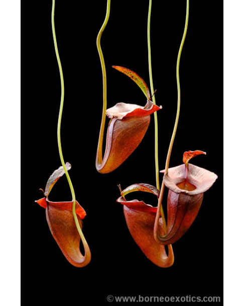Nepenthes jacquelinae