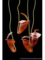 Nepenthes jacquelinae