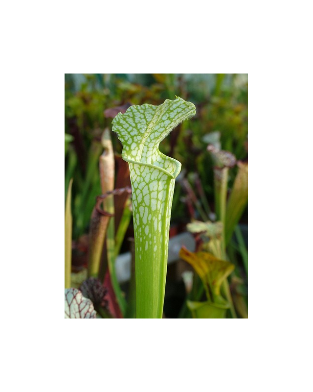 S. leucophylla -- Green,anthocyanin free Bill Scholl(L46A,MK)