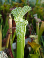 S. leucophylla -- Green,anthocyanin free Bill Scholl(L46A,MK)