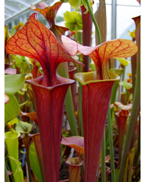 Sarracenia flava var. atropurpurea -- red Form