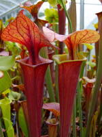 Sarracenia flava var. atropurpurea -- red Form