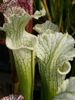 Sarracenia leucophylla -- schnell's Ghost, White Top Yellow Flower