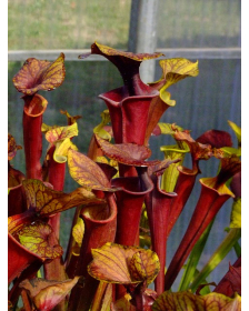 Sarracenia flava var. rubricorpora -- apalachicola FL