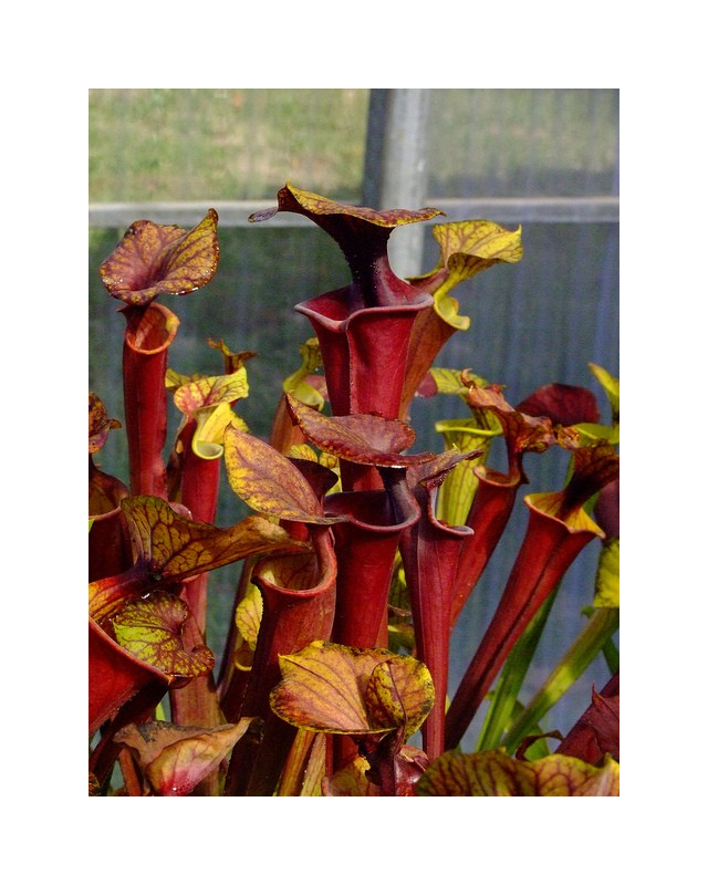 Sarracenia flava var. rubricorpora -- apalachicola FL