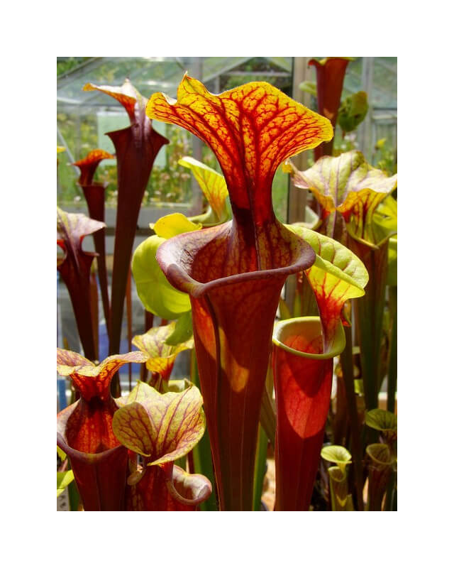 Sarracenia flava var. rubricorpora -- Red patch throat-var. rubricorpora