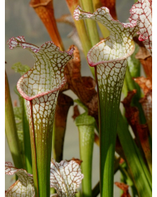 Sarracenia leucophylla -- A1