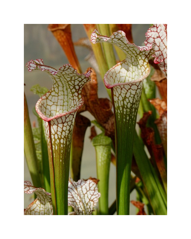 Sarracenia leucophylla -- A1