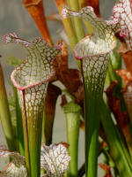 Sarracenia leucophylla -- A1