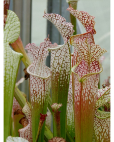 Sarracenia leucophylla -- Hosford