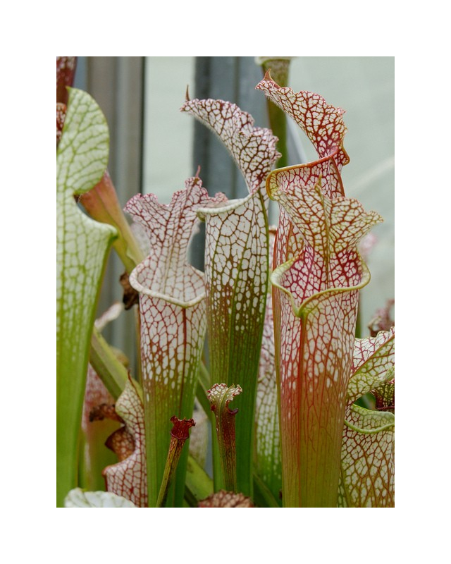 Sarracenia leucophylla -- Hosford