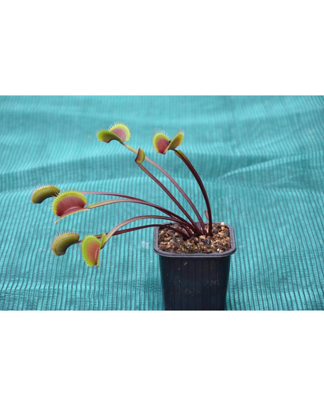Dionaea "Trev's Red Dentate"