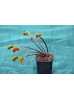 Dionaea "Trev's Red Dentate"