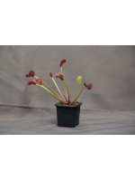 Dionaea ''spider''