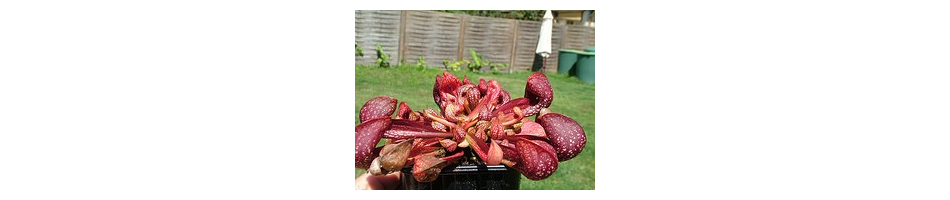 Sarracenia psittacina