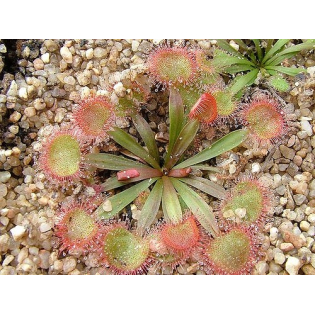 Drosera complexe petiolaris