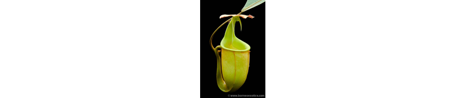 Nepenthes lowland