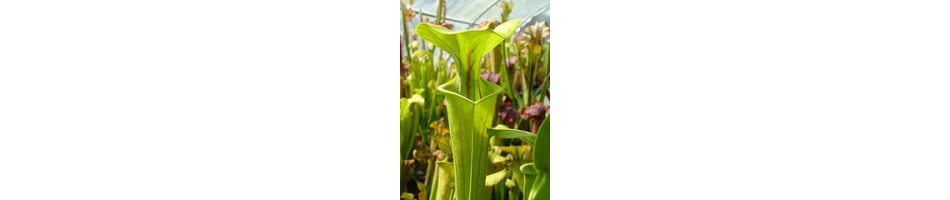 var.flava
