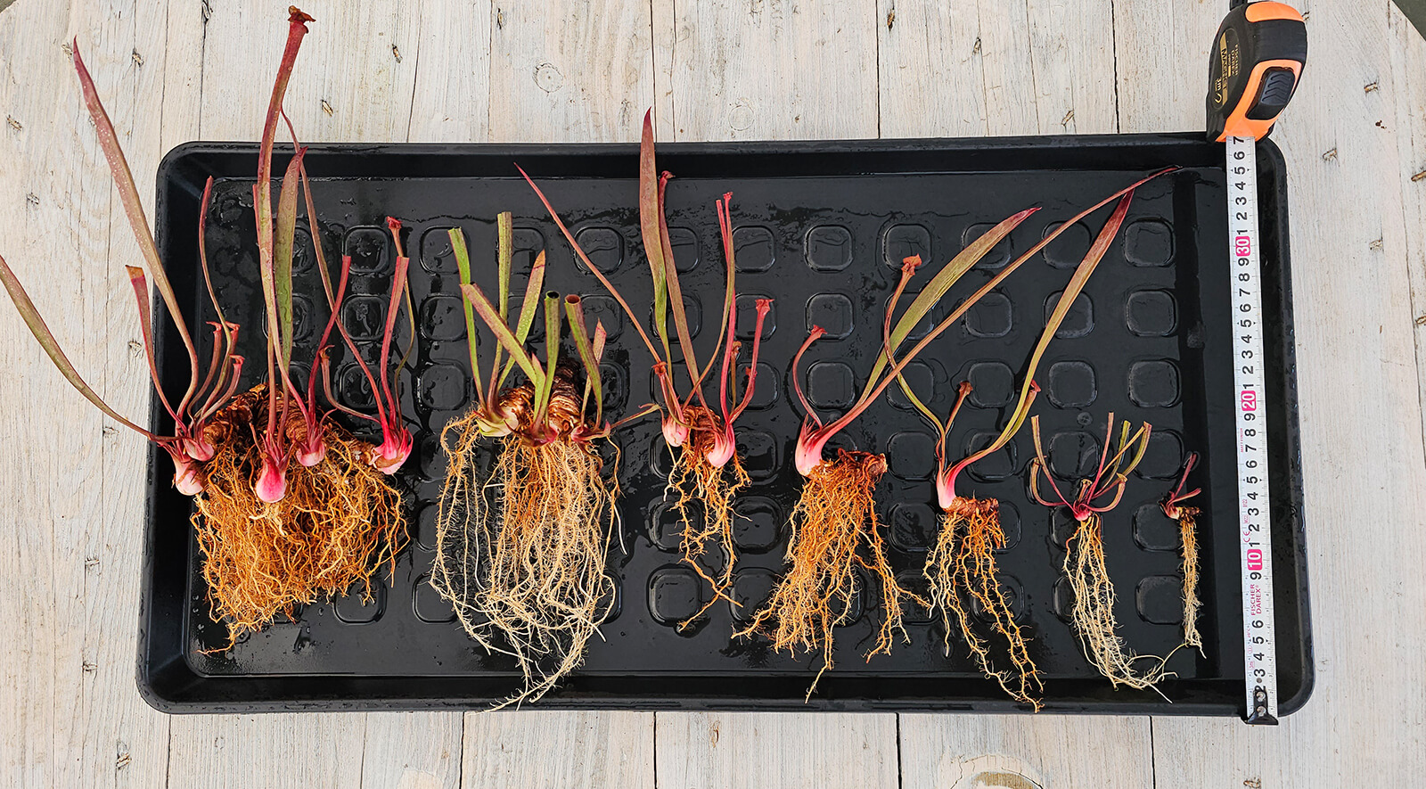 Échelle des tailles Sarracenia